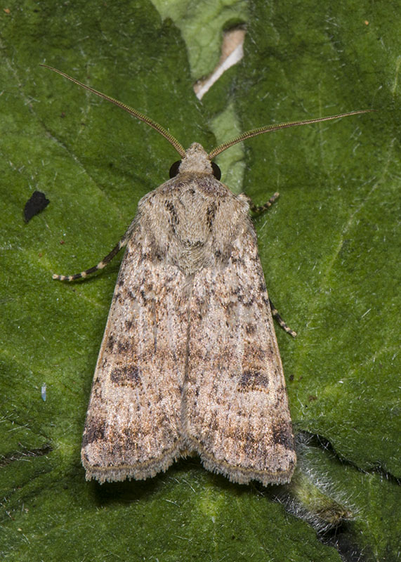 Noctuidae da Id.